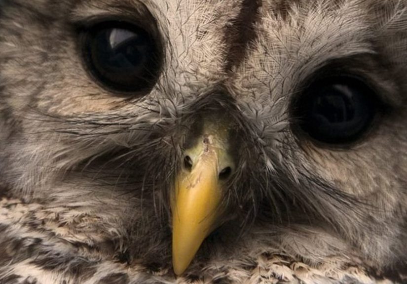 “Owl In Towels”: 10 Adorable Photos Of Owls Wrapped For Their Examination
