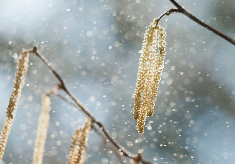 Pollen Count: What It Is and How to Track It