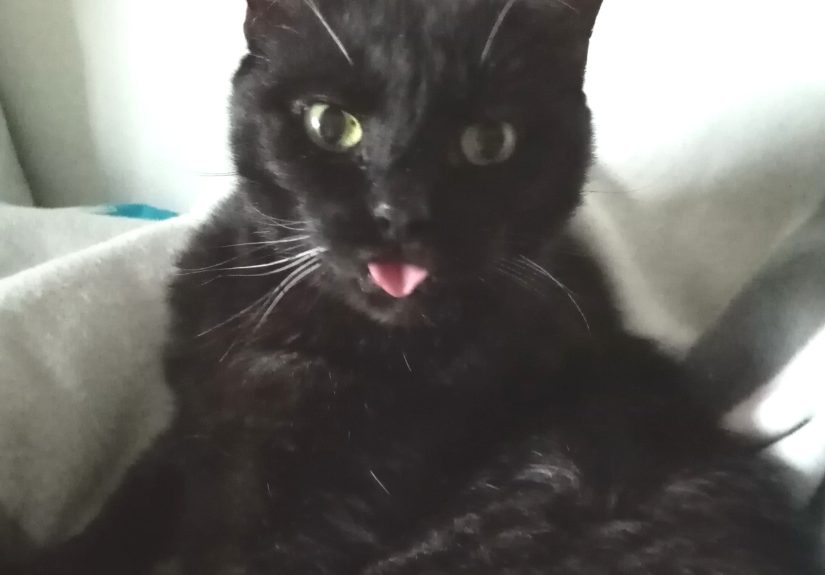 Show Me Your Cats Best Blep.