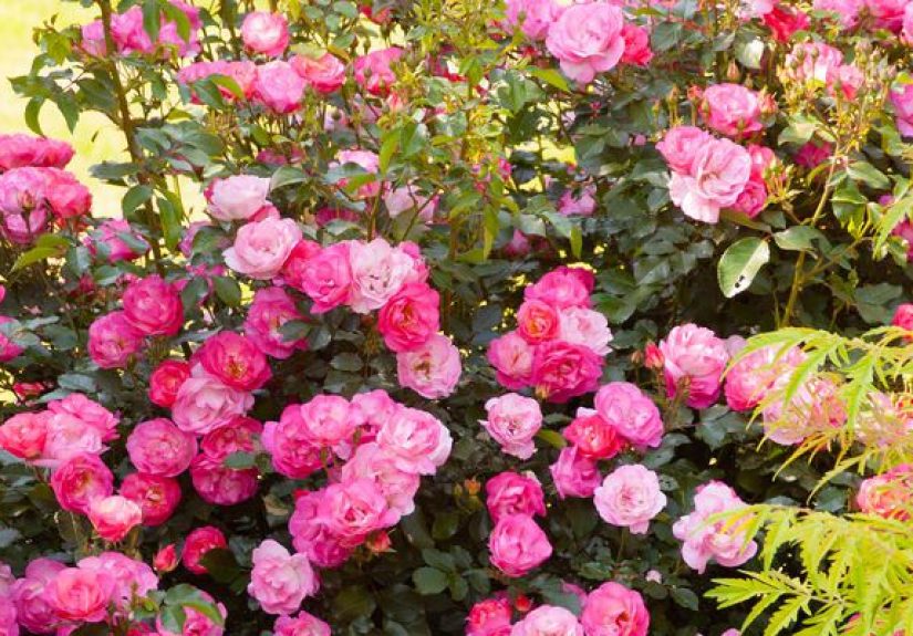 The 17 Easiest Roses to Grow to Add Tons of Colorful Blooms