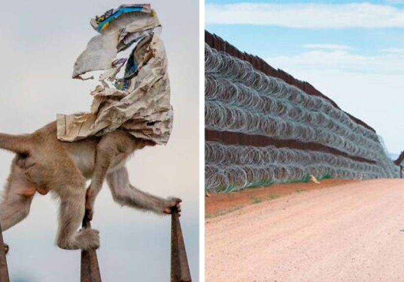 The Nature Photographer Of The Year 2020 Just Announced Their Winning Pictures
