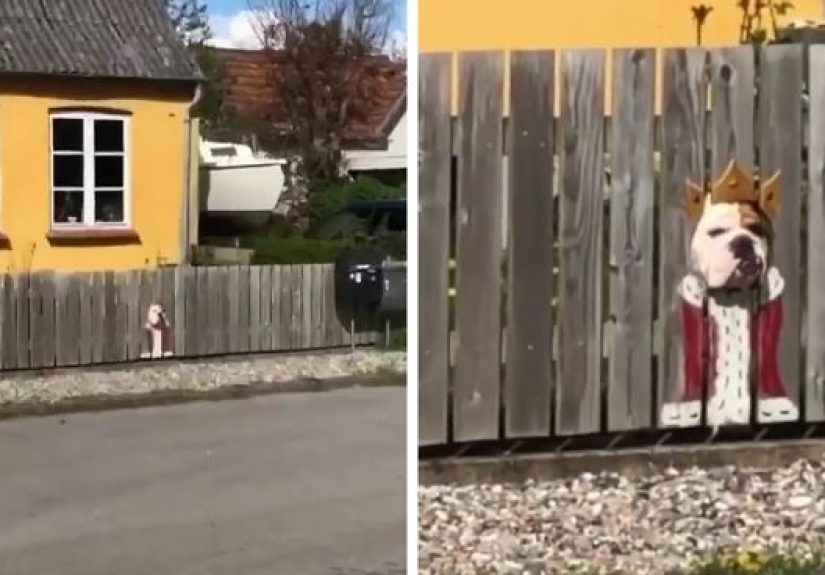 This Bulldog Loves Watching The Street Through A Hole, So His Owners Paint 2 Costumes On The Fence