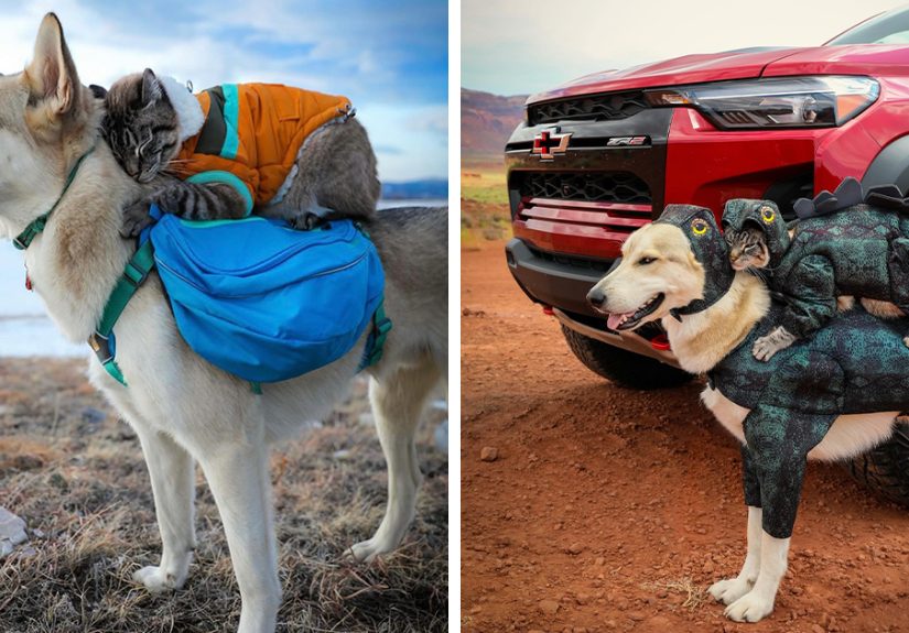 This Cat And Dog Are The Best Travel Buddies, And Their Pictures Are Adorable (21 Pics)