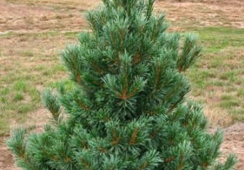 Vanderwolf Pyramid Pine