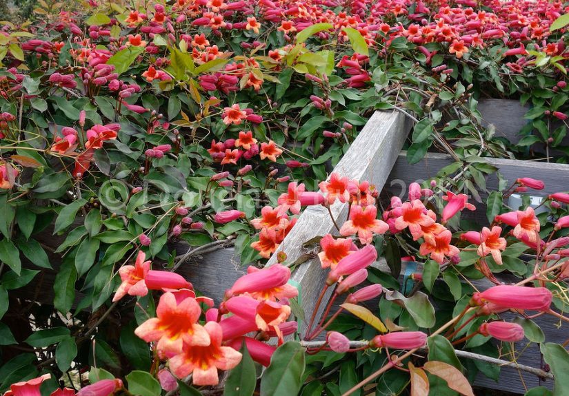 Why crossvine is a great pergola plant