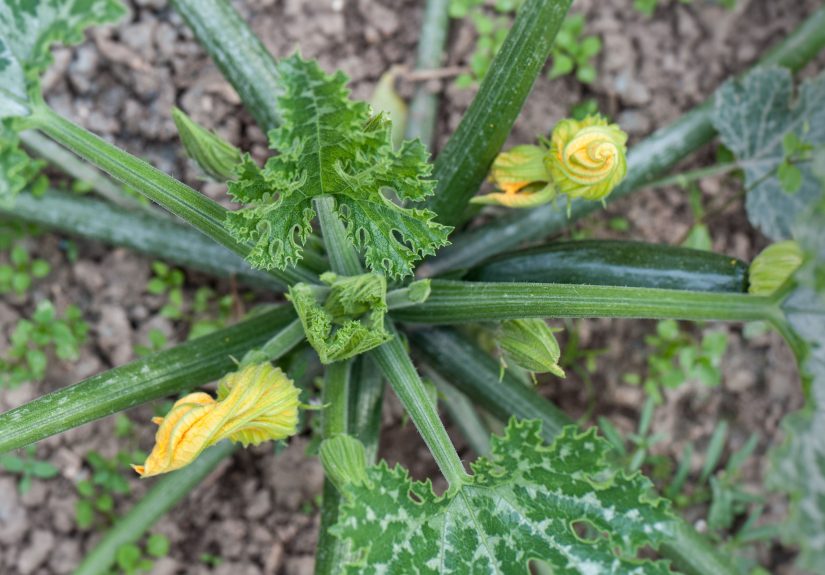 10 Pests That Could Be Eating Your Zucchini Leaves