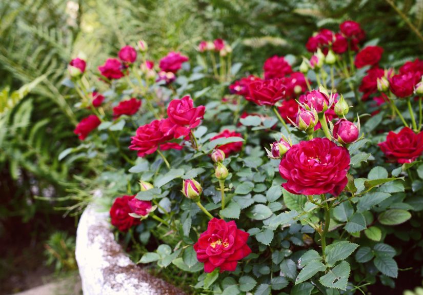 11 Essential Tips for Growing Roses in Pots