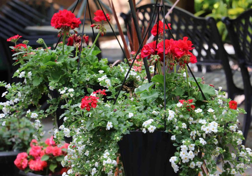 12 Geranium Companion Plants to Grow for a Low-Water Garden This Year