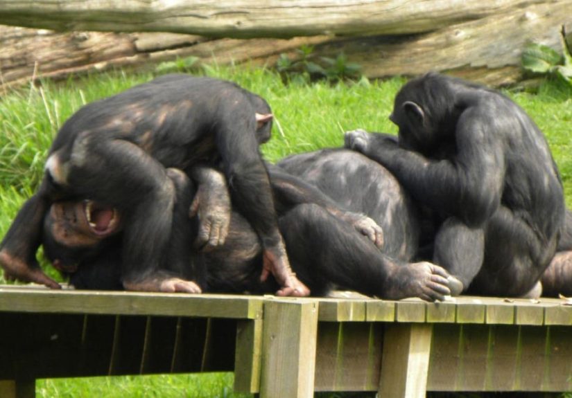 12 Ways Chimpanzees Are Just as Brutal as Humans
