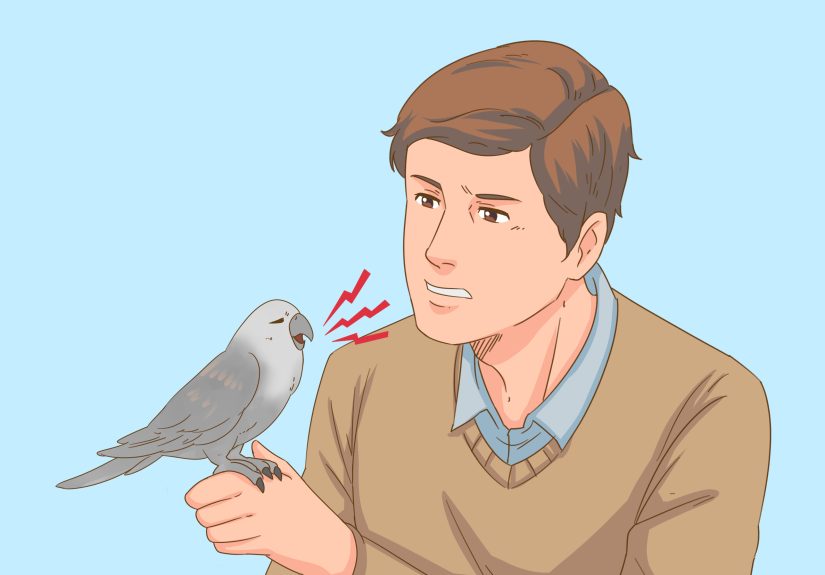 3 Ways to Know if Your Bird Is Sick