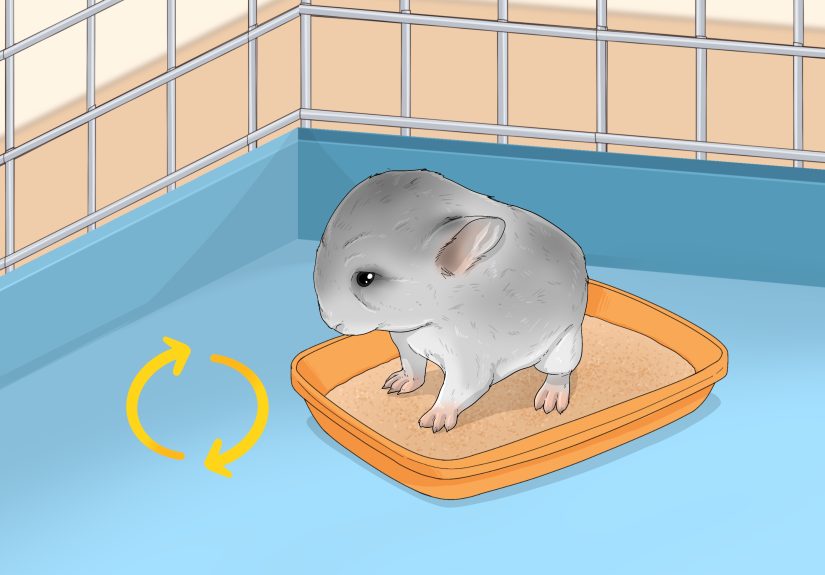 3 Ways to Potty Train a Chinchilla