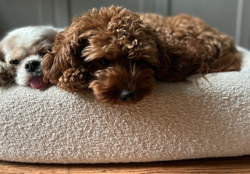 5 Best Orthopedic Dog Beds in 2025, Tested in Homes