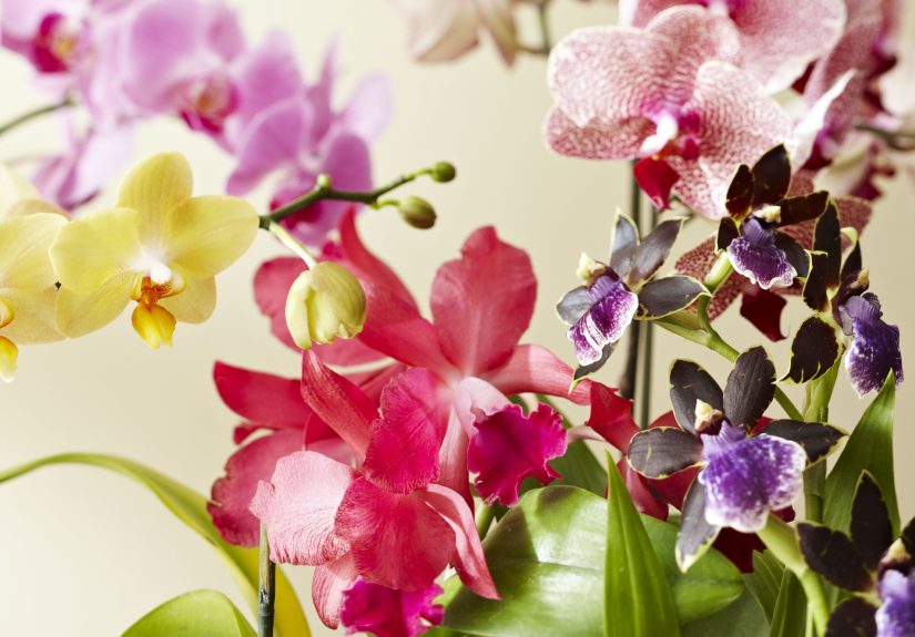 6 Common Orchid Growing Mistakes, Plus How to Fix Them Fast