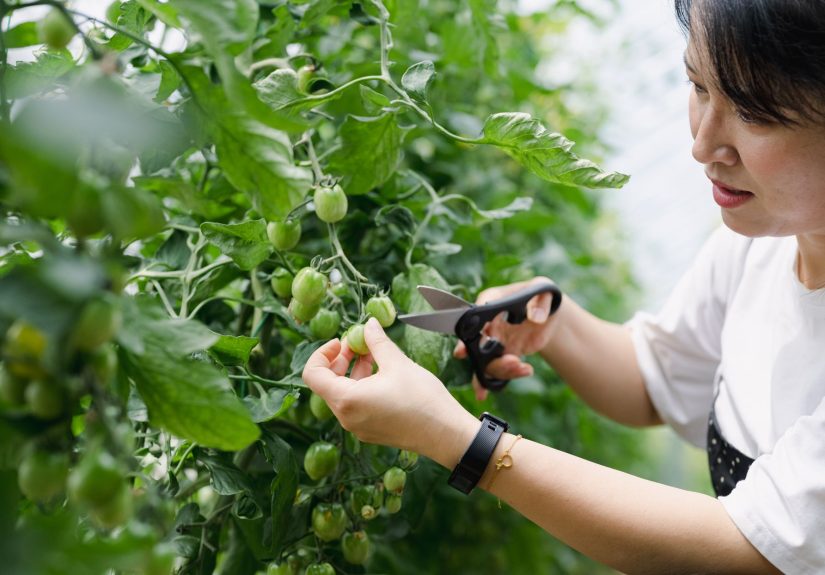 6 Simple Tips for Pruning Tomato Plants to Increase Your Harvest