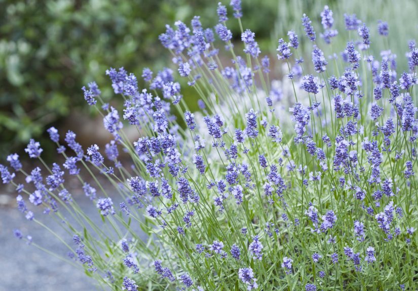 8 Tips to Help Lavender Plants Survive Even the Harshest Winters