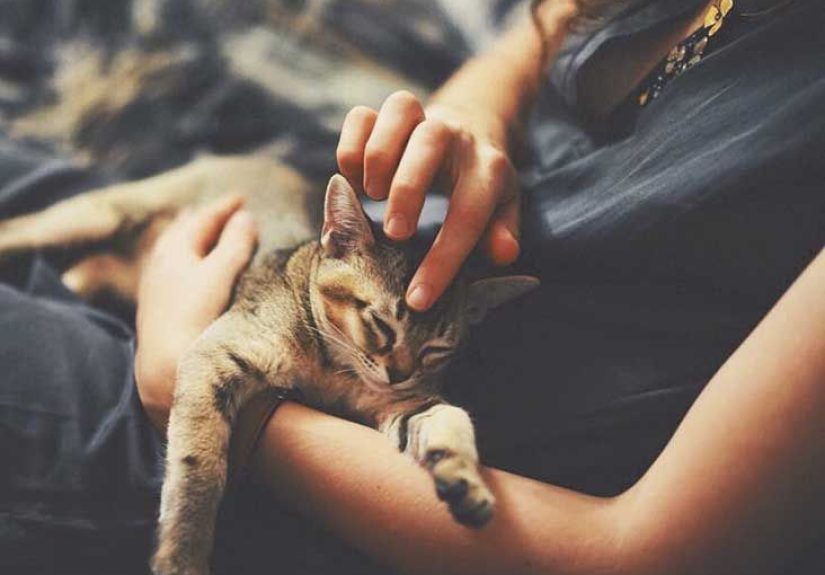 Cat Allergies: Symptoms and Treatment