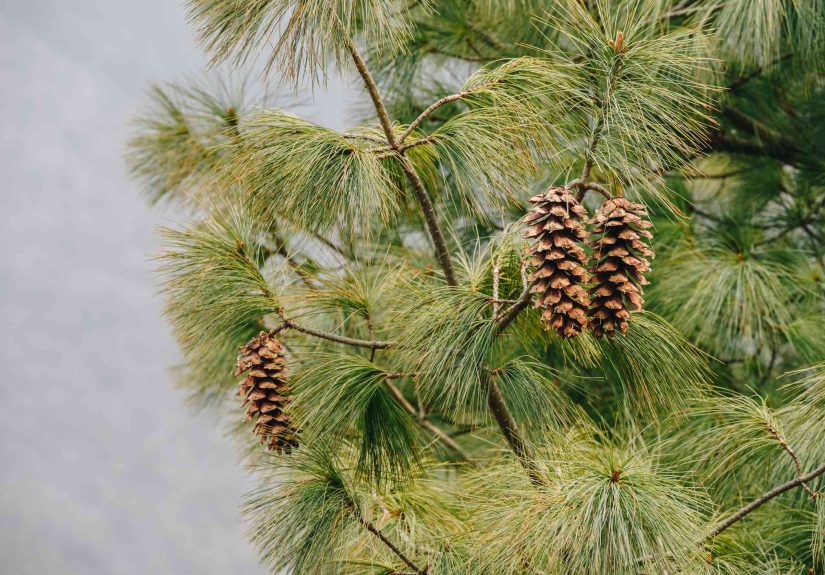 Crushed Pine Needles Can Help Your Plants Grow, Gardeners Share