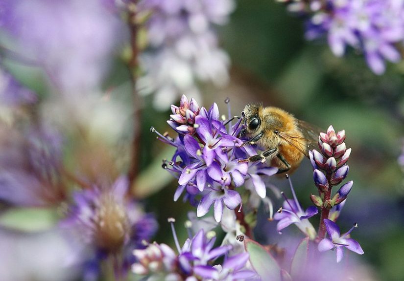 Does Bee Pollen Help with Allergies?