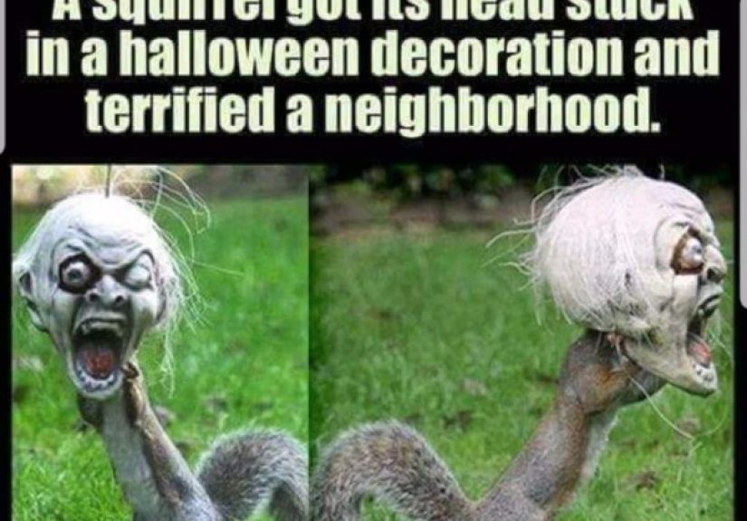 Funny Animal Memes