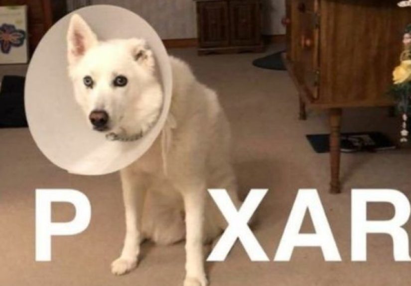 Funny Dog Memes