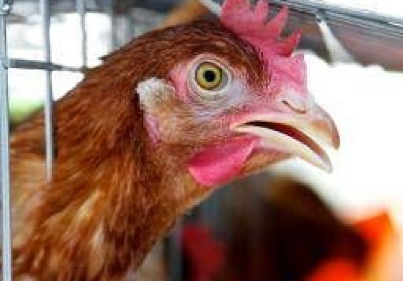 H7N9 bird flu: Symptoms, causes, and risks