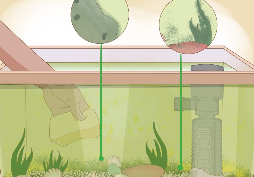 How to Care for a Clown Fish