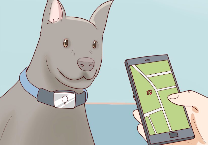 How to Find a Lost Dog