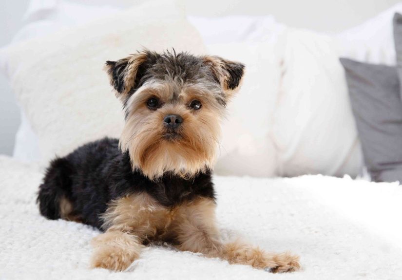 How To Get Rid of Dog Smell in Your House Fast