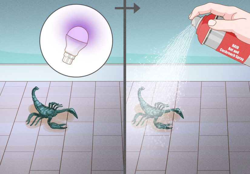 How to Get Rid of Scorpions: 14 Steps