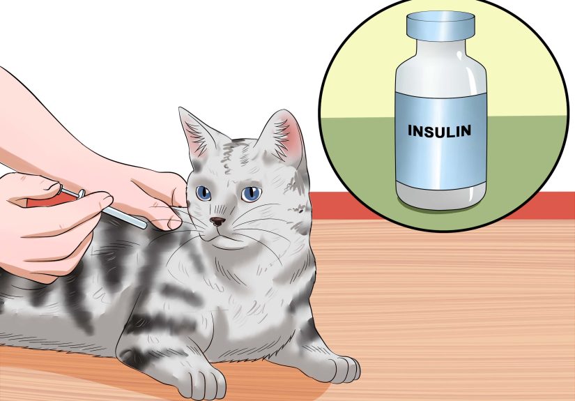 How to Get Your Cat Out of the Malnutrition Stage: 15 Steps