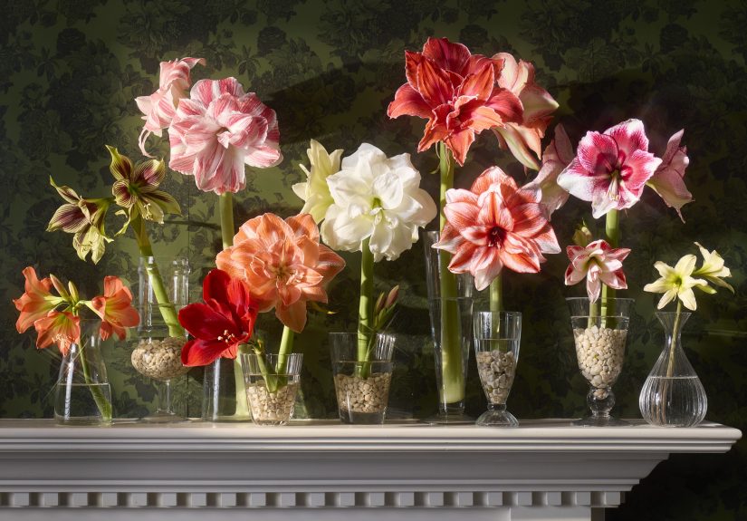 How to Grow Amaryllis for Their Showstopping Winter Flowers