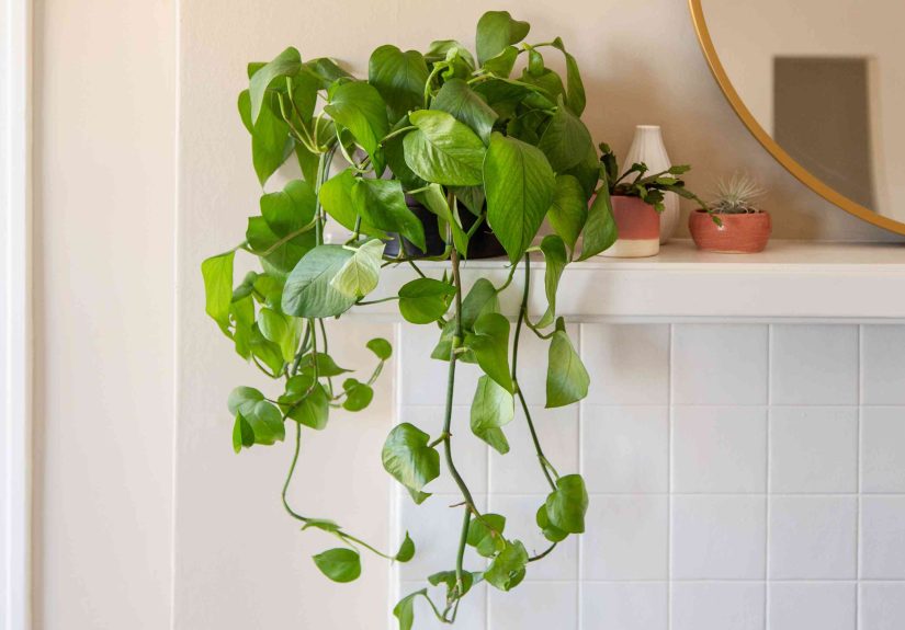 How to Grow and Care for Jessenia Pothos