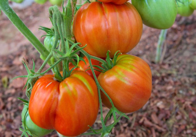 How to Grow and Care For ‘Pineapple’ Tomato