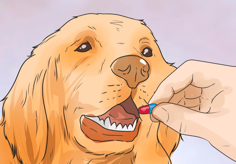 How to Help a Female Dog Who Is Injured Urinate: 10 Steps