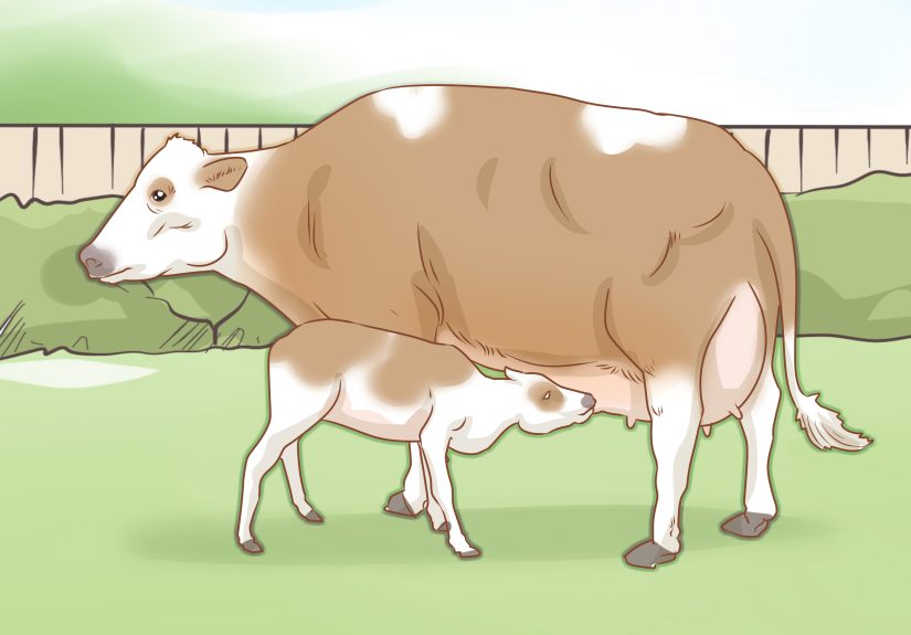 How to Identify Simmental Cattle: 10 Steps