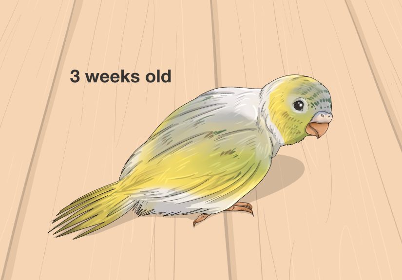 How to Identify Your Budgie’s Sex: A Quick & Easy Guide