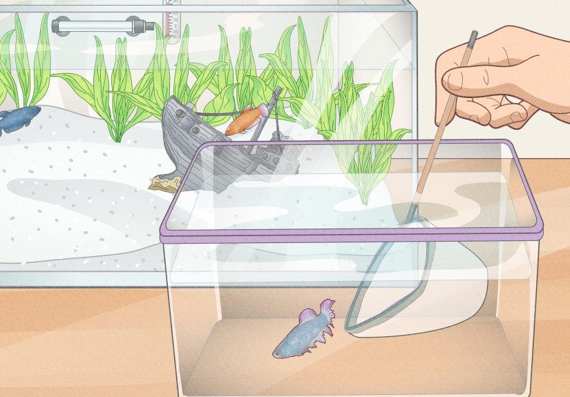 How to Keep Multiple Female Bettas in One Tank: 7 Steps
