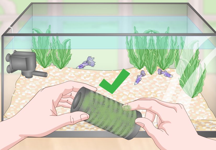 How to Lower Your Nitrate/Nitrite Levels in Your Fish Tank