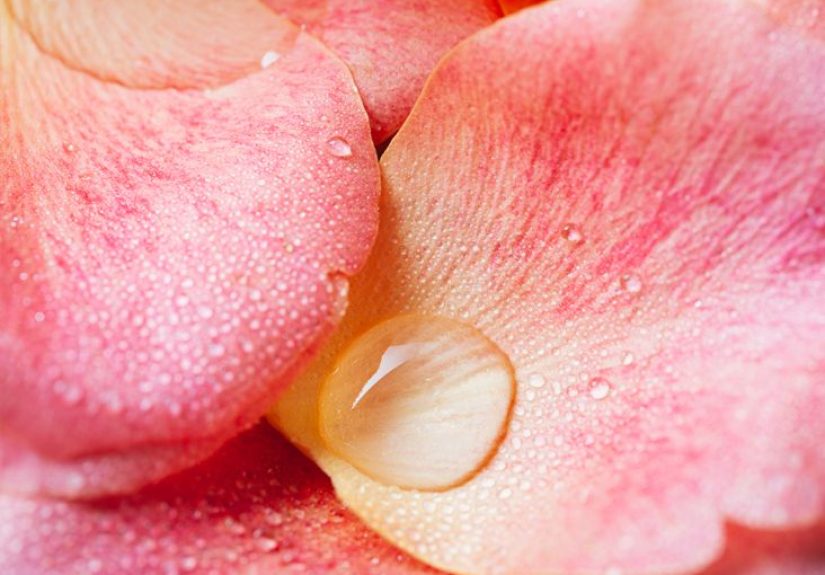 How to Make Rose Water: Benefits, Steps, Safety, and Uses