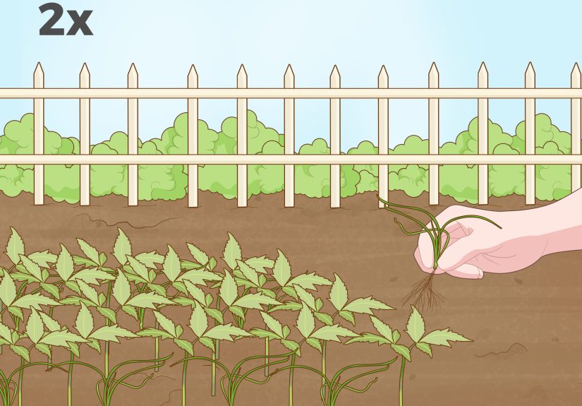 How to Plant a Garden: A Beginner's Guide