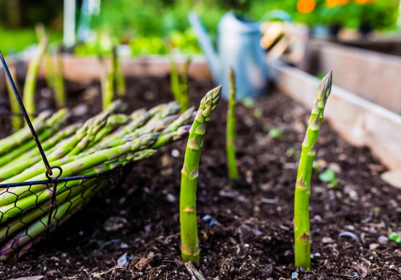 How to Plant, Grow, and Harvest Asparagus