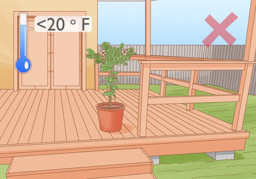 How to Pollinate a Lemon Tree to Produce Fruit