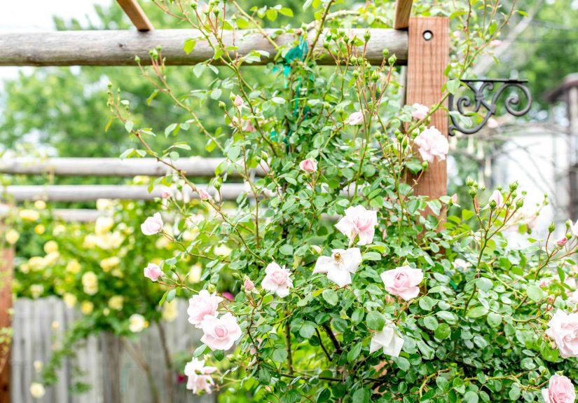 How To Train and Prune Climbing Roses on a Fence