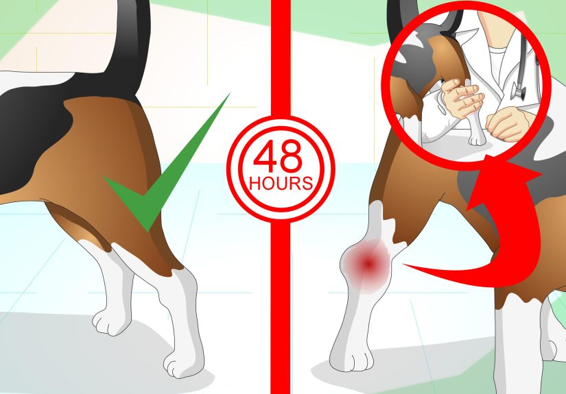 How to Treat a Sprained Ankle on a Dog: 9 Steps