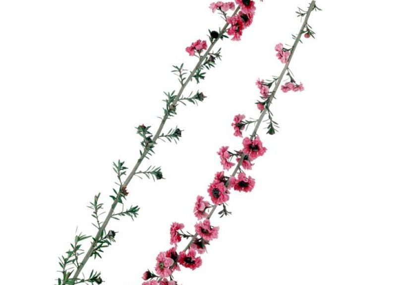 How to Trim Australian Tea Trees