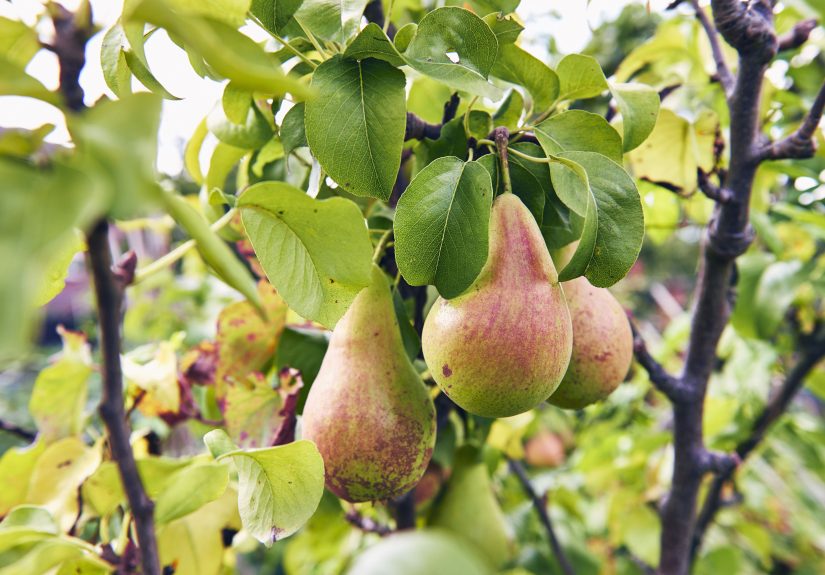 How to Winterize Fruit Trees So They’ll Come Back Strong in Spring