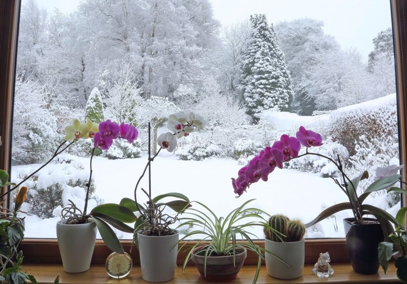 Is Melted Snow Good for Watering Houseplants? Here’s What Experts Say