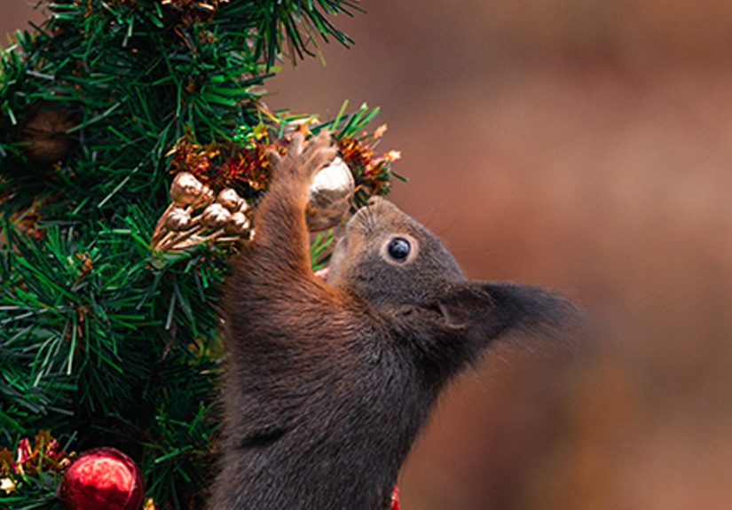 I’ve Spent Six Years Photographing Red Squirrels Interacting With Different Props To Get These Unique Shots (25 Pics)