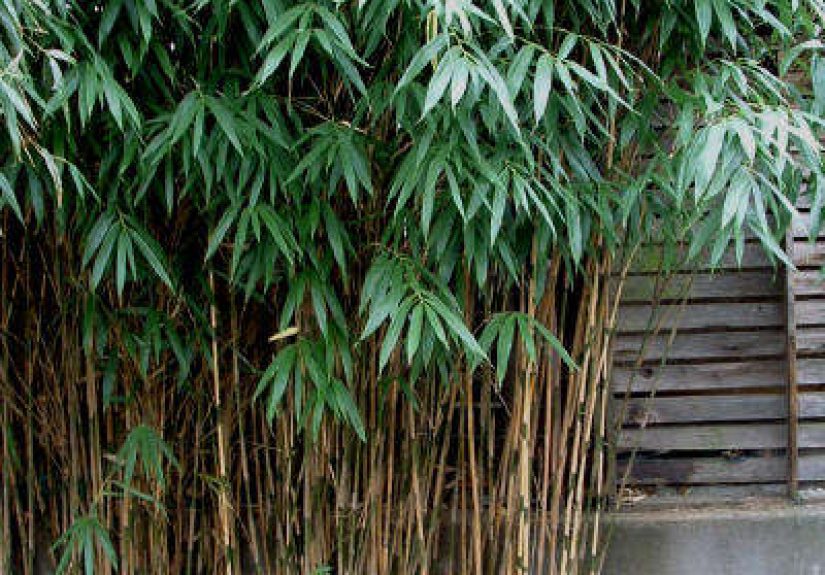 Japanese Arrow Bamboo