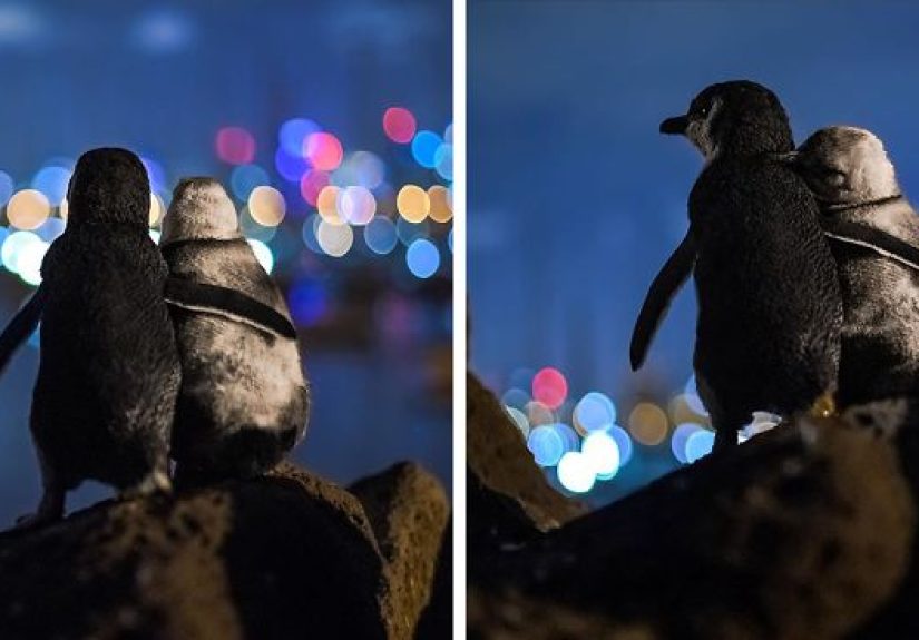 Photographer Captures A Shot Of Two Widowed Penguins Overlooking The Melbourne Skyline Together